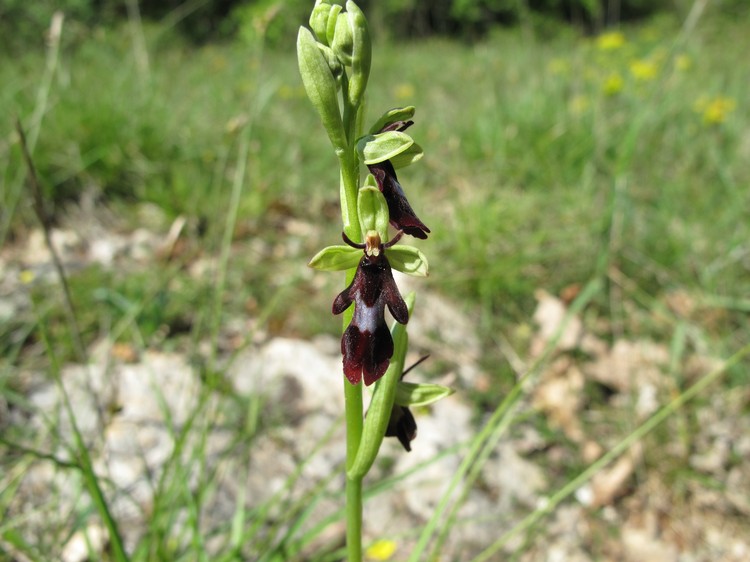 Ophrys insectifera